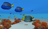 Reef Cameraのイメージ