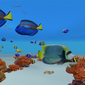 Reef Cameraのイメージ